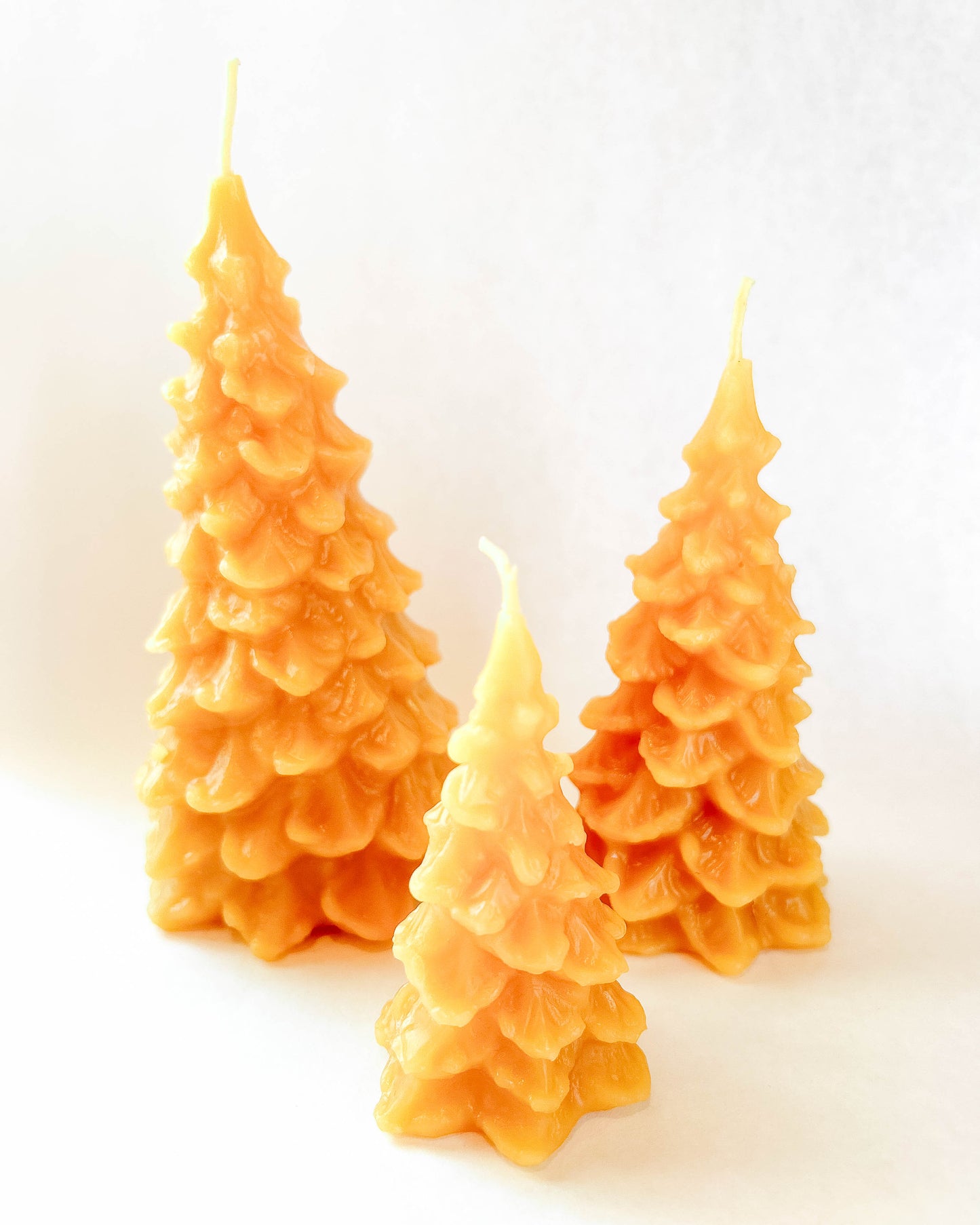 Pine Trees