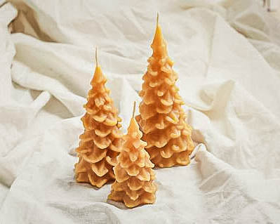 Pine Trees