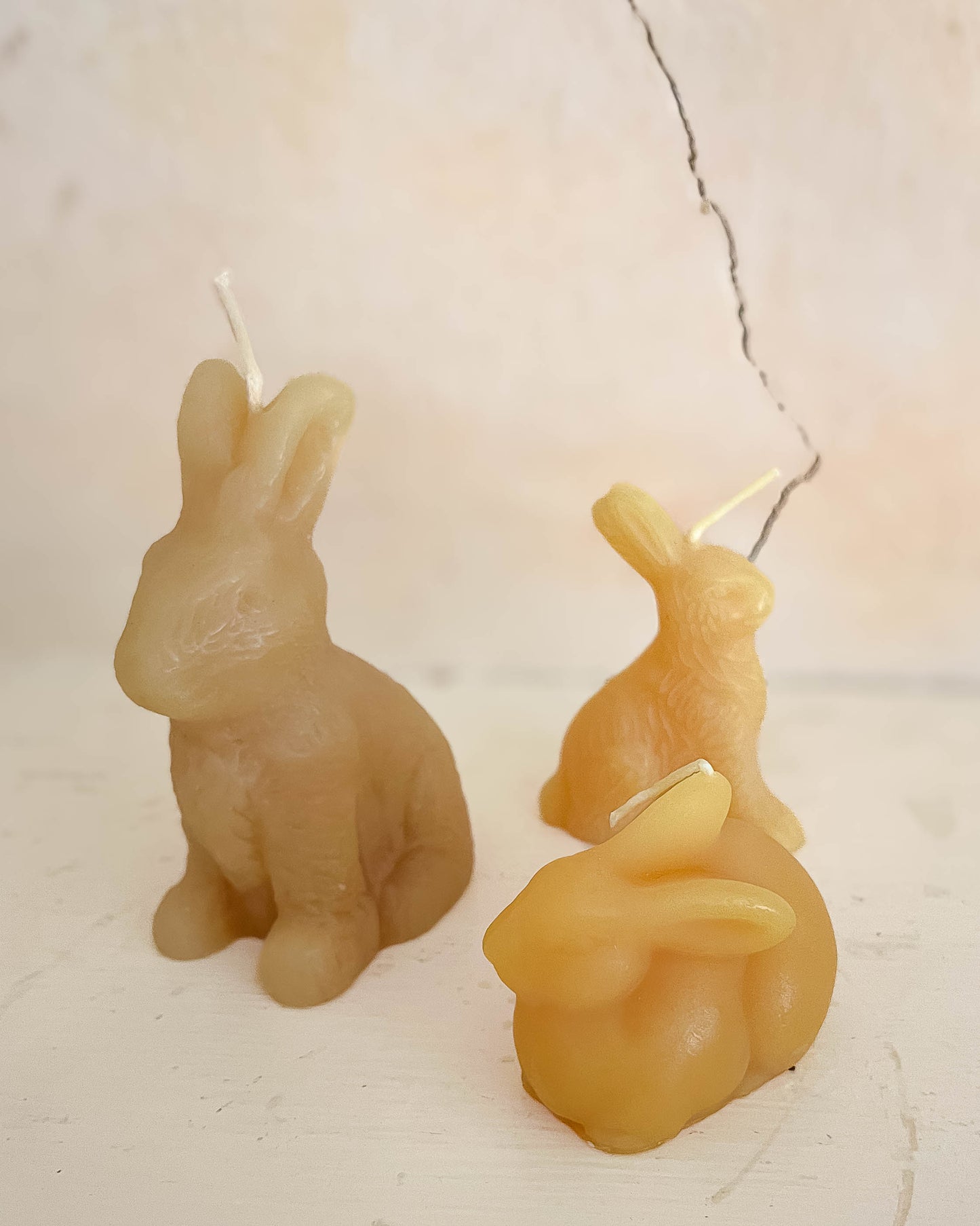 Bunnies
