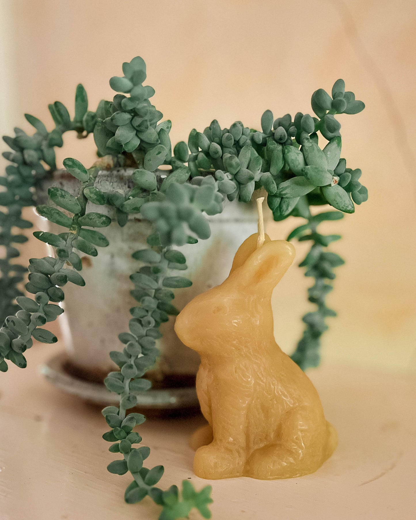 Bunnies