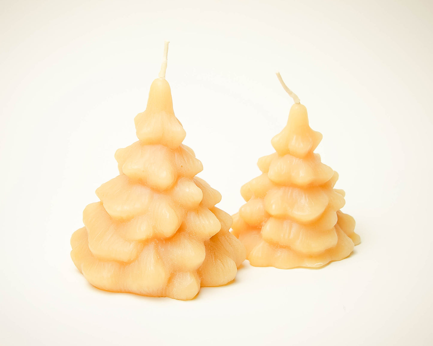 Spruce Trees